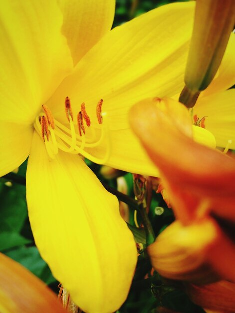 Close-up of yellow lily blooming outdoors