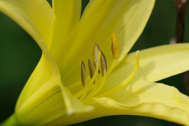 Foto close-up di un giglio giallo in fiore all'aperto