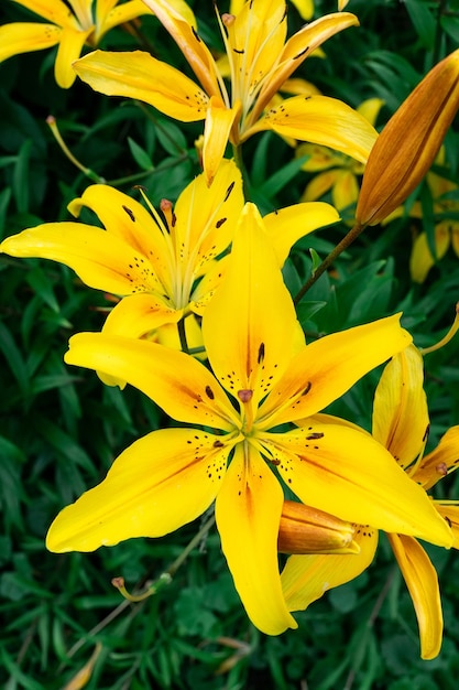 黄色いユリの花のクローズアップ。ヘメロカリスはレモンリリー、イエローデイリリー、ヘメロカリスフラバとも呼ばれます。リリウムパーリィとして知られる黄色いユリの花、美しい。閉じる。上面図。