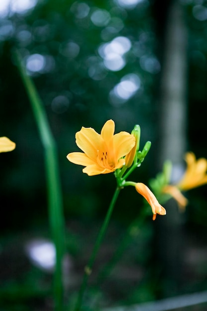 Close-up of yellow lily plant