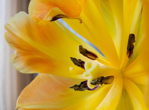 Close-up of yellow lily