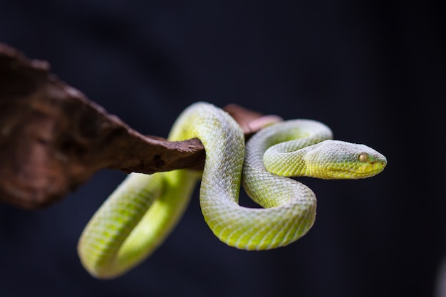 Photo close up yellow-lipped green pit viper snake