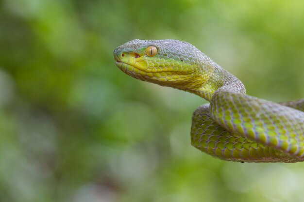 Photo close up yellow-lipped green pit viper snake