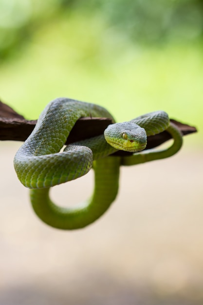 Close up Yellow-lipped Green Pit Viper snake