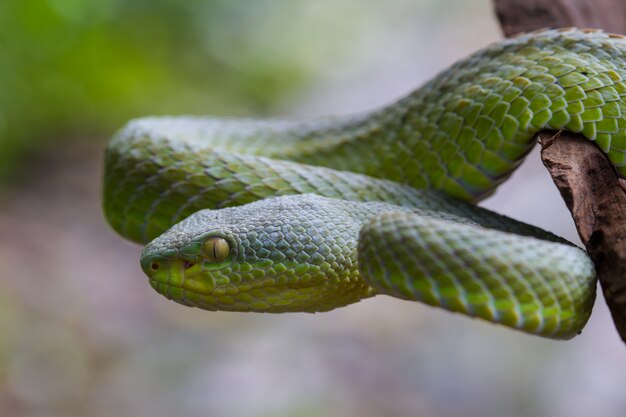 Photo close up yellow-lipped green pit viper snake