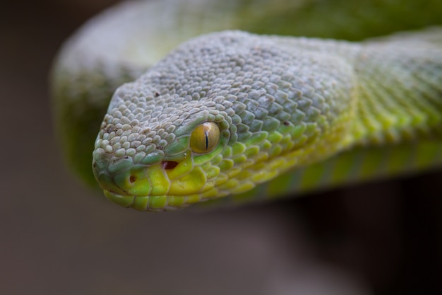 Close up Yellow-lipped Green Pit Viper snake