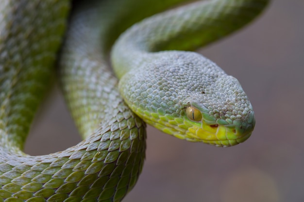 Photo close up yellow-lipped green pit viper snake