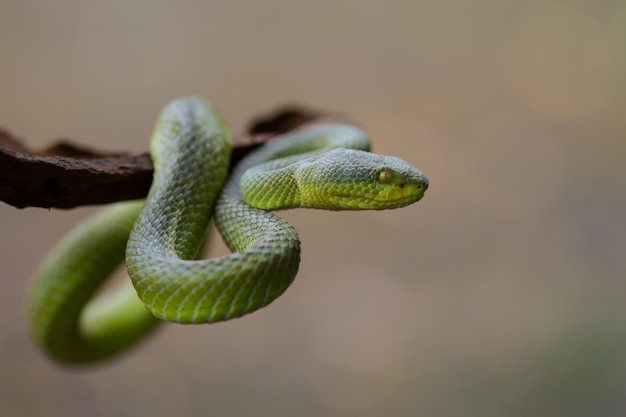 Close up Yellow-lipped Green Pit Viper snake