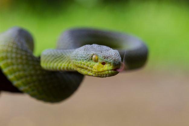 Photo close up yellow-lipped green pit viper snake