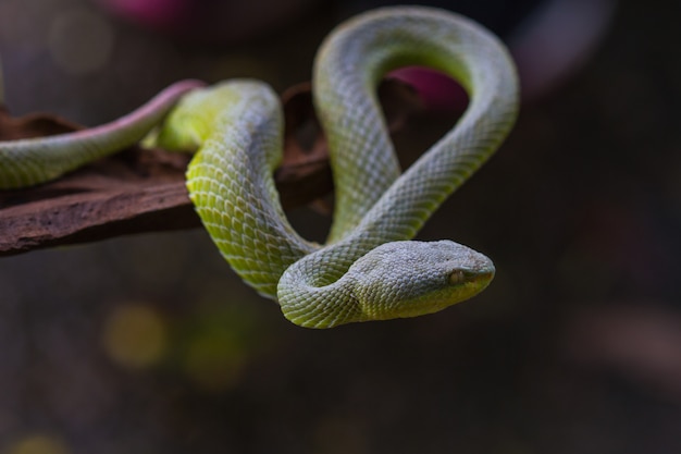 Photo close up yellow-lipped green pit viper snake