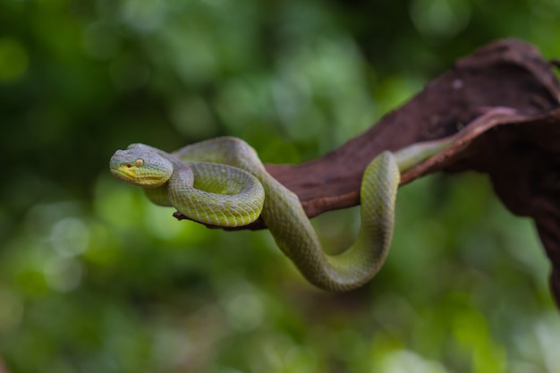 Close up Yellow-lipped Green Pit Viper snake