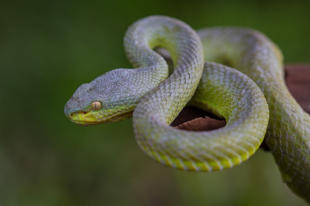 Photo close up yellow-lipped green pit viper snake