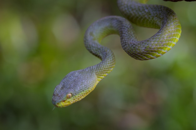 Chiuda sul serpente di pit viper di verde giallo-lipped