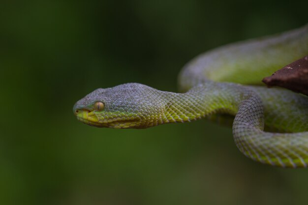 Close up Yellow-lipped Green Pit Viper snake