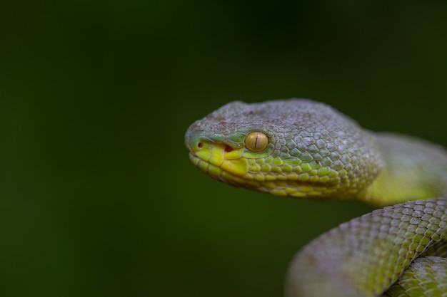 Close up yellow-lipped green pit viper snake