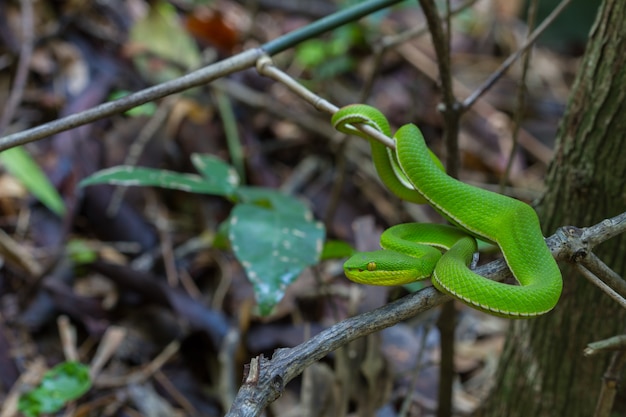 Крупным планом Желтая губа змеи Green Pit Viper
