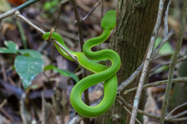 Photo close up yellow-lipped green pit viper snake