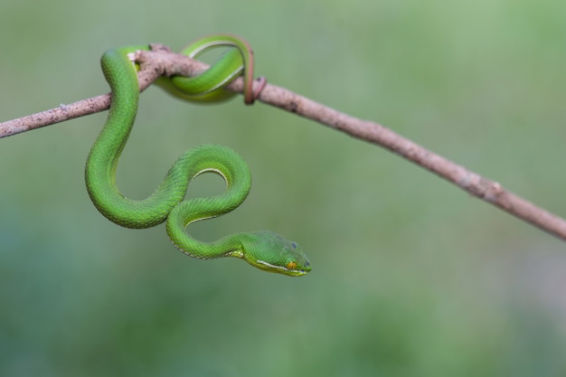 Foto chiuda sul serpente di pit viper verde lipped giallo