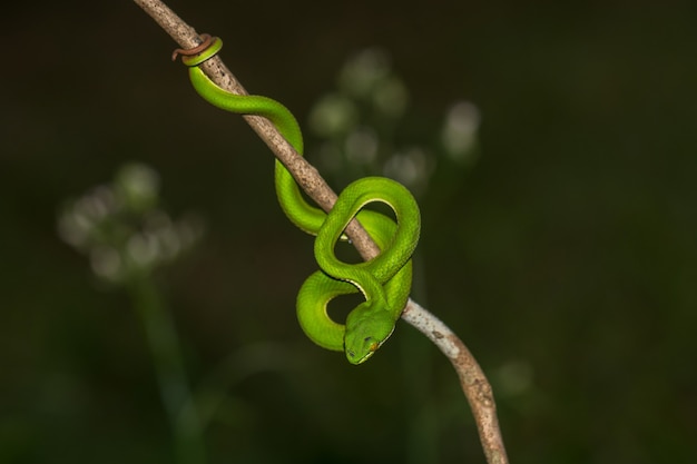 Foto chiuda sul serpente di pit viper verde lipped giallo