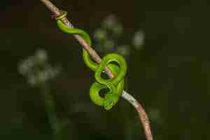 Photo close up yellow lipped green pit viper snake