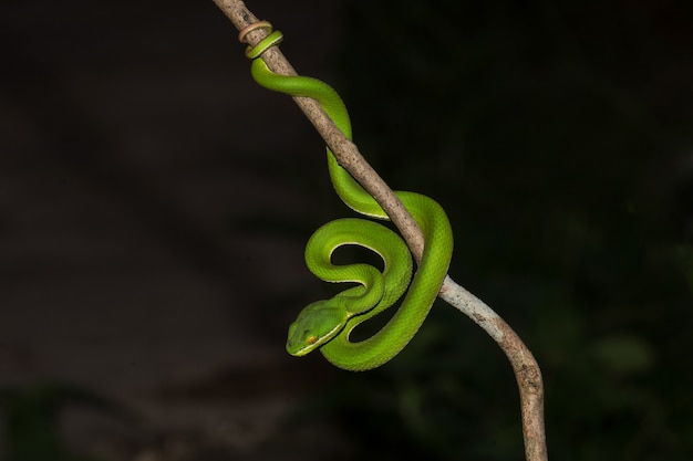 Foto chiuda sul serpente di pit viper verde lipped giallo