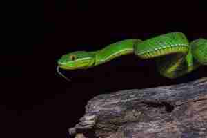 Photo close up yellow lipped green pit viper snake