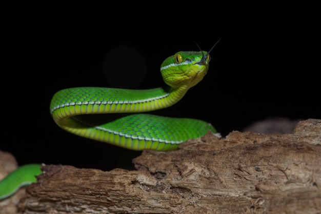 Close up Yellow lipped Green Pit Viper snake