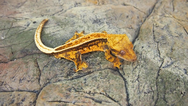 Photo close-up of yellow lizard on rock