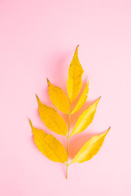 Close-up of yellow maple leaf against white background