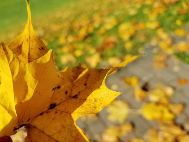 Close-up of yellow maple leaf on branch