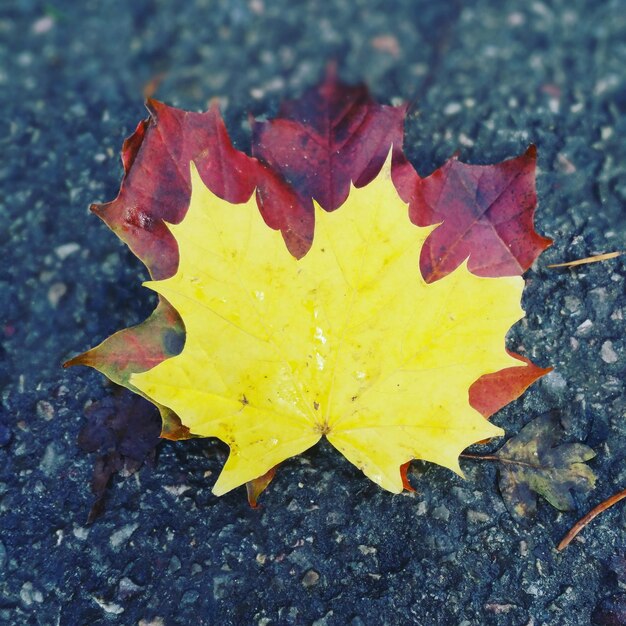 Photo close-up of yellow maple leaf on water