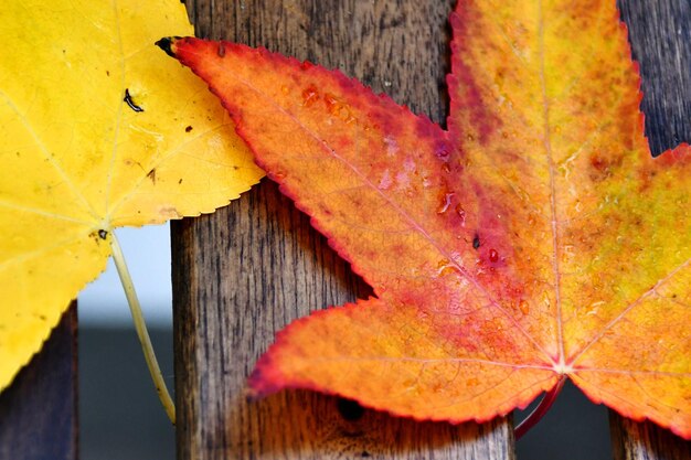 Foto close-up di una foglia di acero gialla sul legno