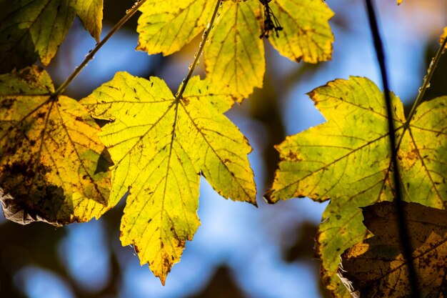 Close-up of yellow maple leaves against blurred background