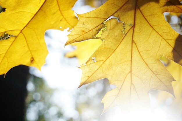 Close-up of yellow maple leaves against blurred background