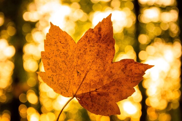Close-up of yellow maple leaves against blurred background