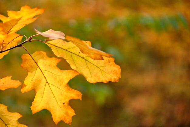 Close-up of yellow maple leaves against blurred background