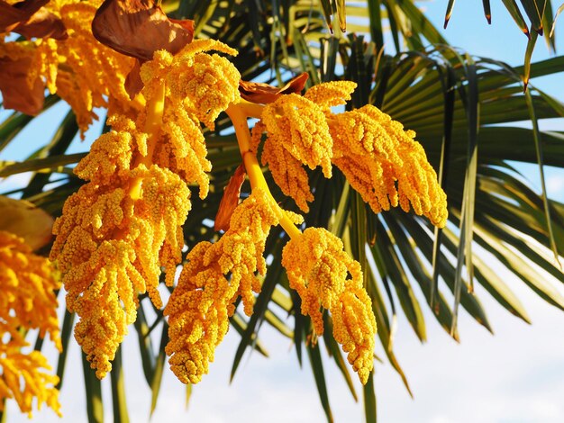 Close-up of yellow maple leaves on branch