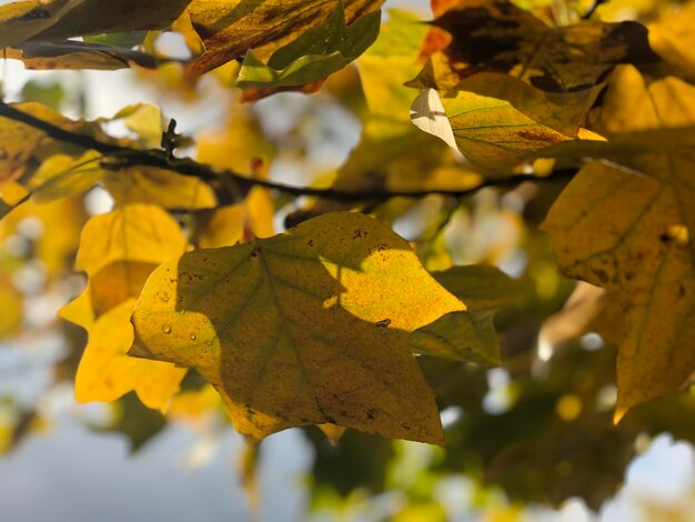 Close-up of yellow maple leaves on branch