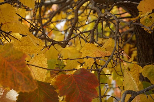 Close-up of yellow maple leaves during autumn