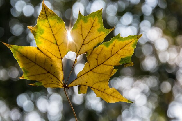 Close-up of yellow maple leaves during autumn