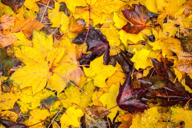 Close-up of yellow maple leaves during autumn