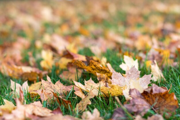 Foto close-up di foglie di acero gialle sul campo