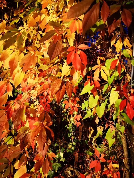 Close-up of yellow maple leaves on plant