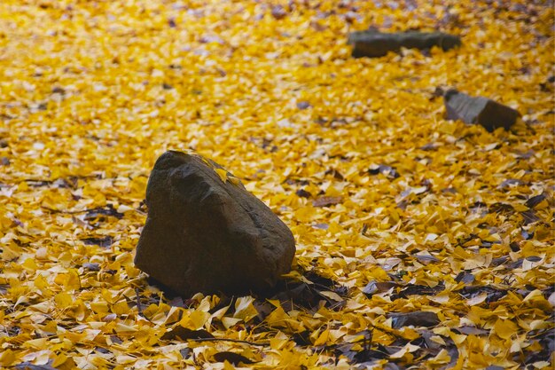 Close-up of yellow maple leaves on rock