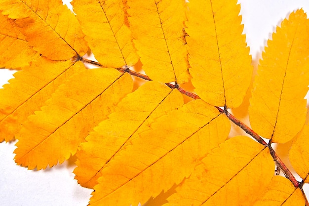 Photo close-up of yellow maple leaves on tree during autumn