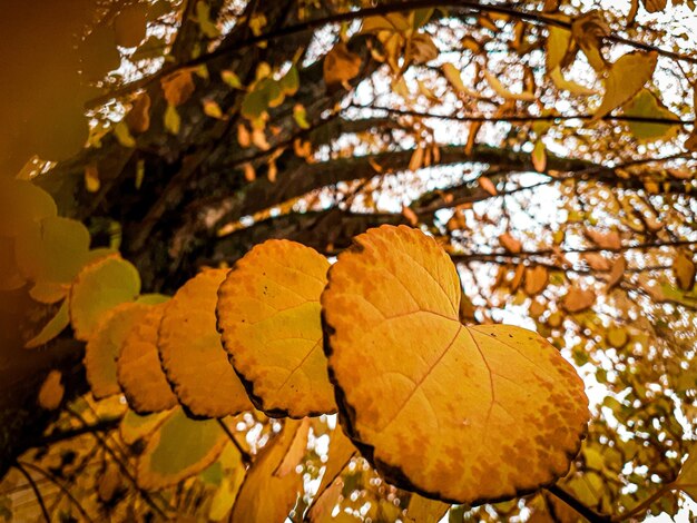 Foto close-up di foglie di acero gialle sull'albero