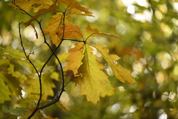 Close-up of yellow maple leaves on tree