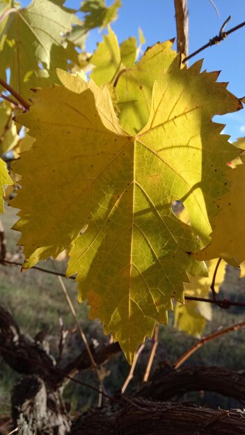 Close-up of yellow maple leaves