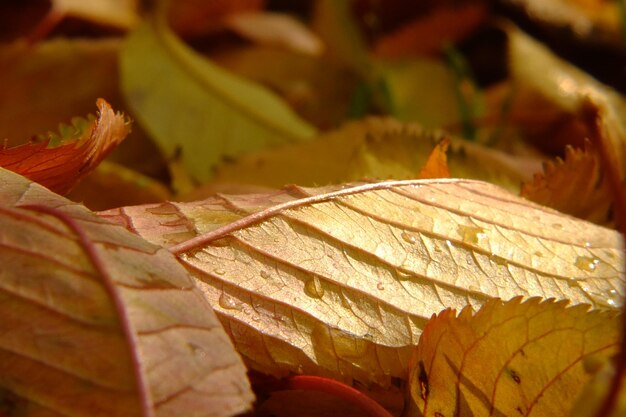 Close-up of yellow maple leaves