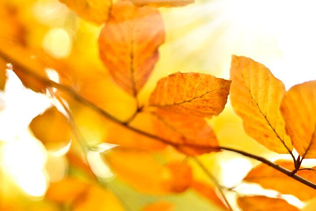 Close-up of yellow maple leaves